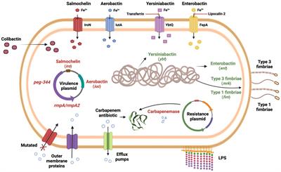 Virulence factors in carbapenem-resistant hypervirulent Klebsiella pneumoniae